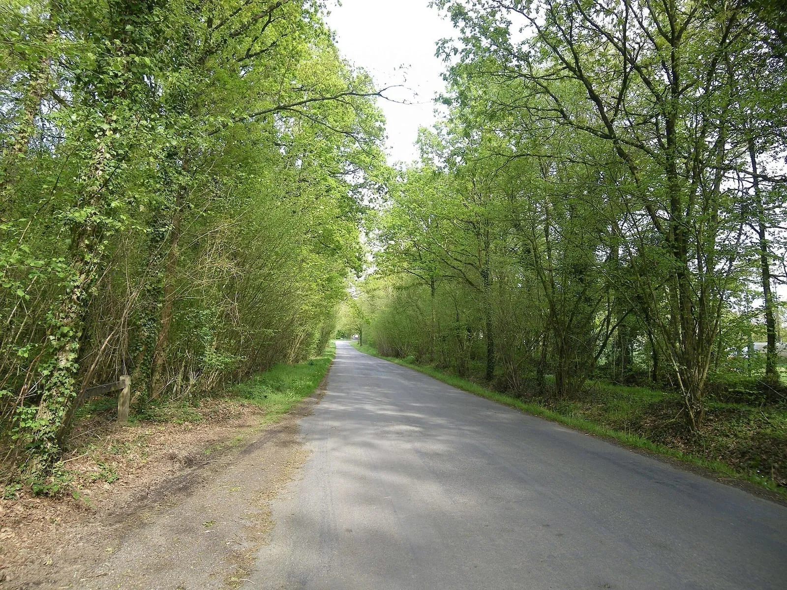 Un chemin forestier du bois de Sœuvres, sous la voûte des arbres
