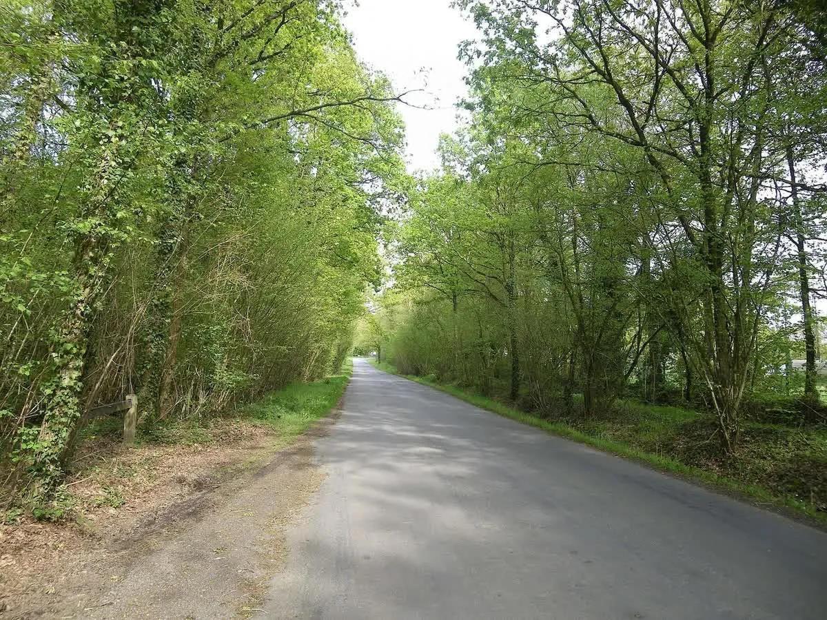 Un chemin forestier du bois de Sœuvres, sous la voûte des arbres