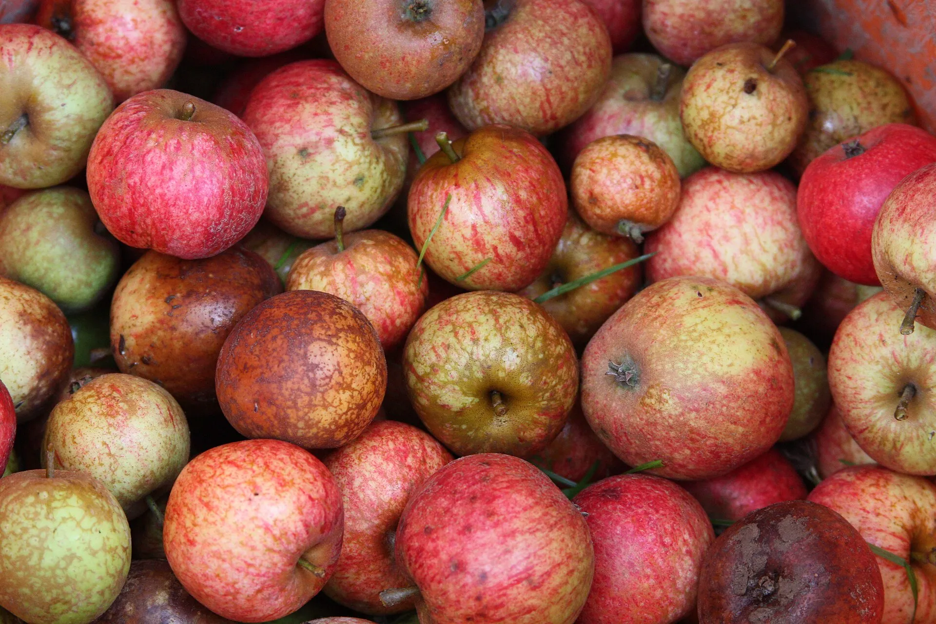 Des pommes à cidre, la matière première de la distillerie du Plessis