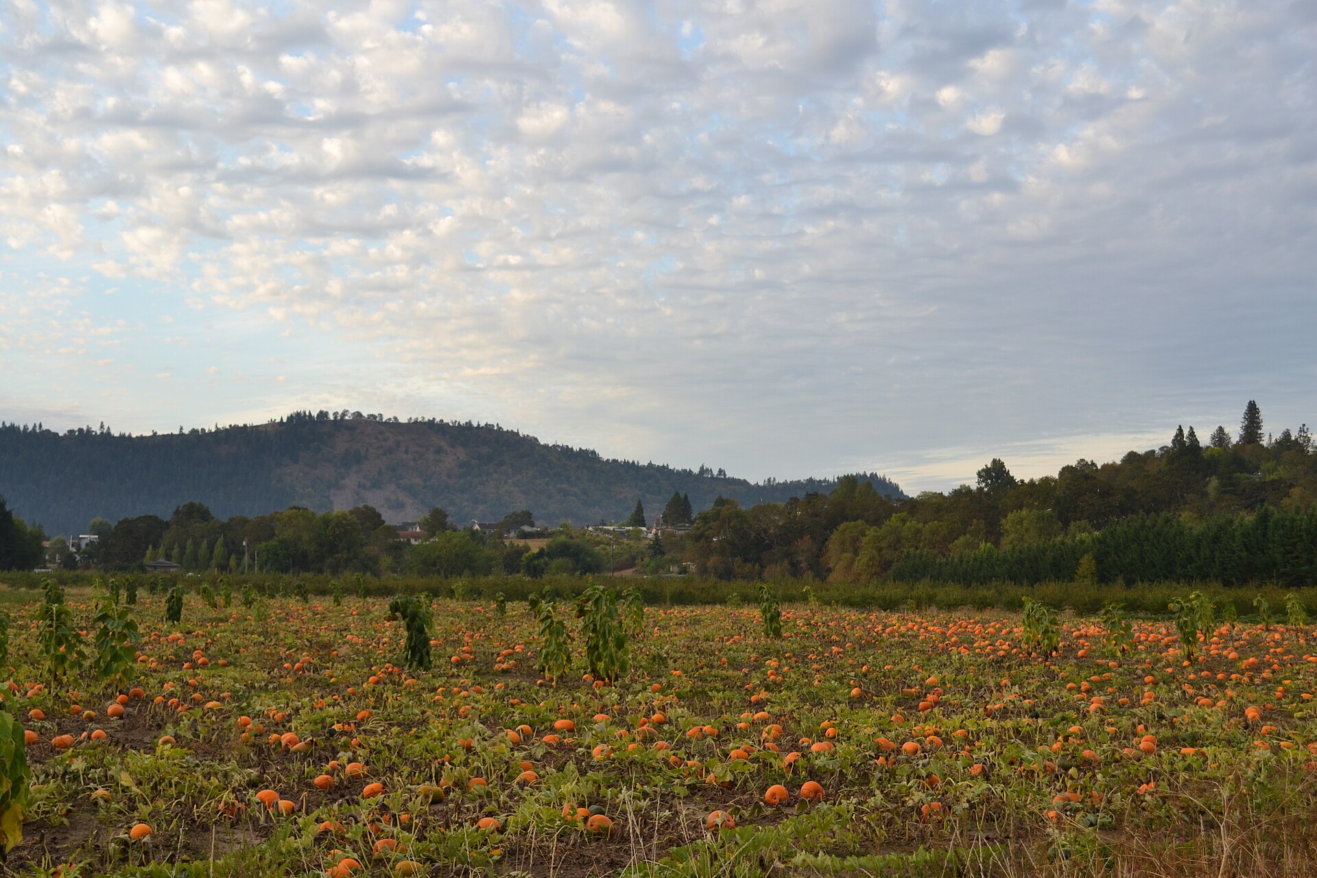 Citrouilles dans un champ à l'approche d'Halloween